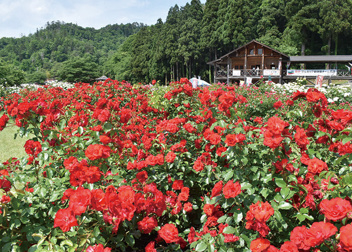 山形の自然 東沢バラ公園