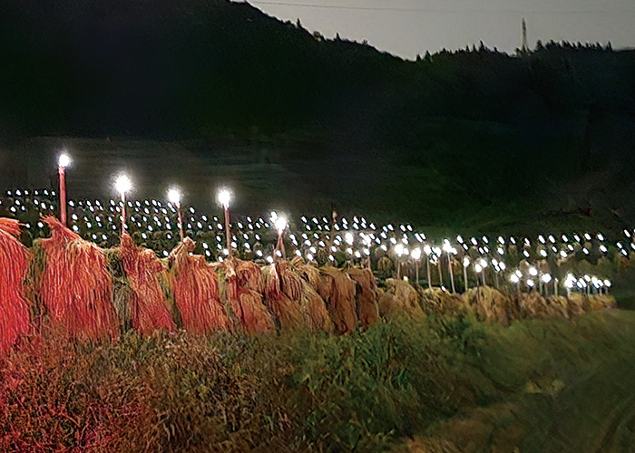 山形の自然 大蕨の棚田