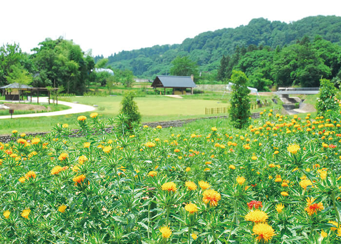 山形の自然 紅花修景地