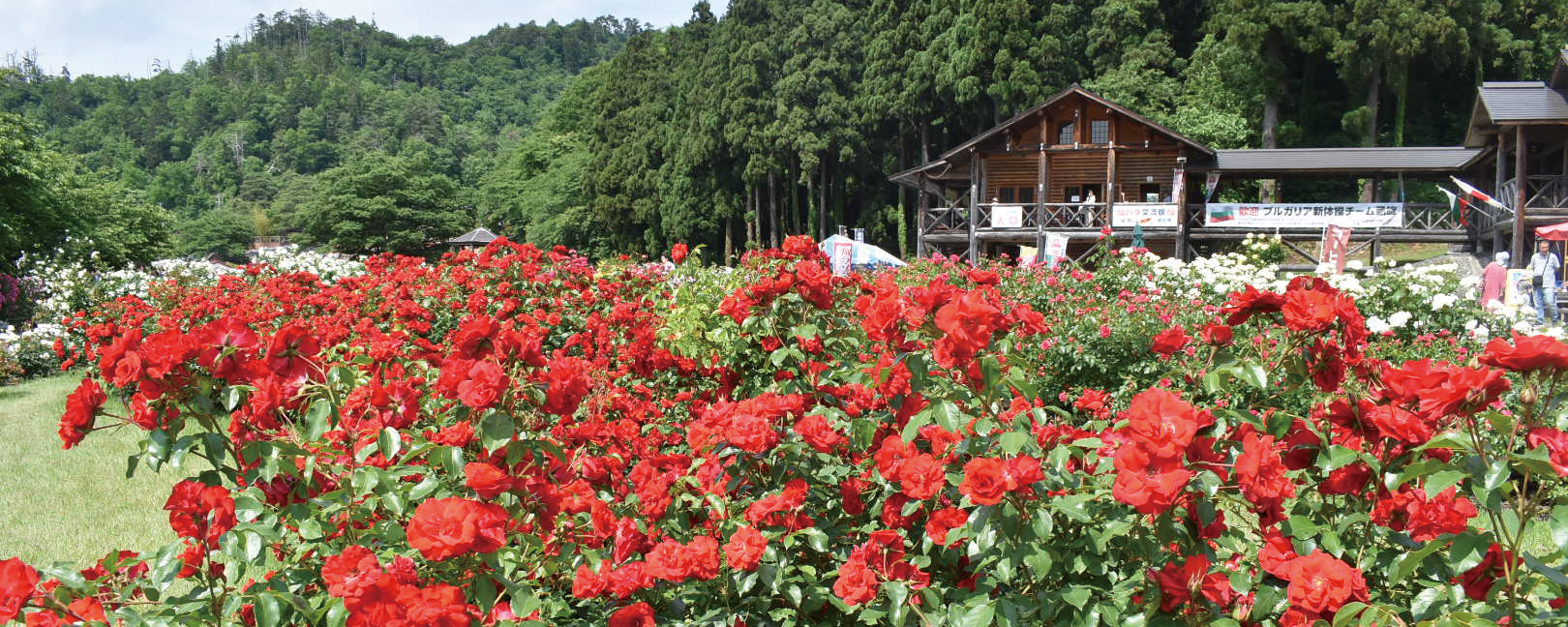 山形の自然花絶景 東沢バラ公園