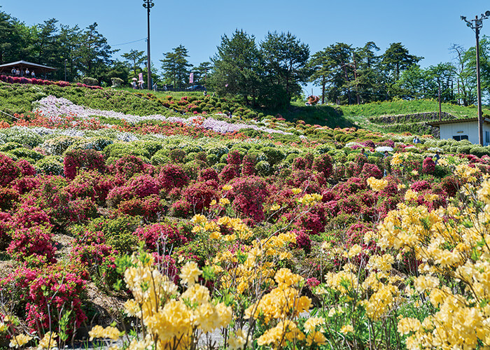 山形の春 寒河江公園